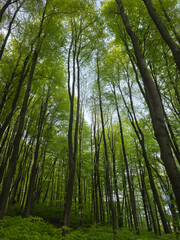 Fototapeta premium Trees in the forest up. High quality photo