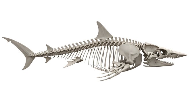 Detailed Shark Skeleton Model Isolated on White Background.