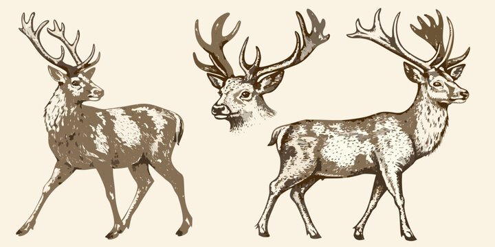 deer with antlers vintage style illustration set