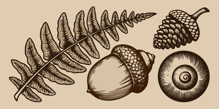 Woodland elements collection fern acorn pinecone and snail shell