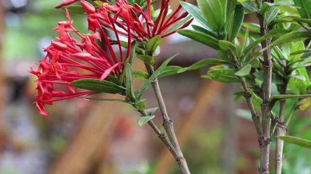 Jungle geranium (ixora coccinea) plant with red flowers