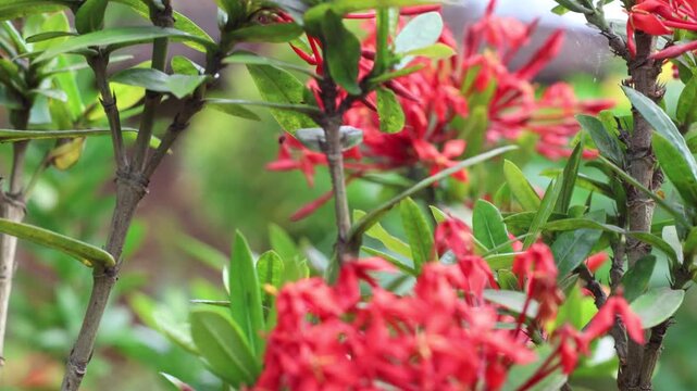 Jungle geranium (ixora coccinea) plant with red flowers