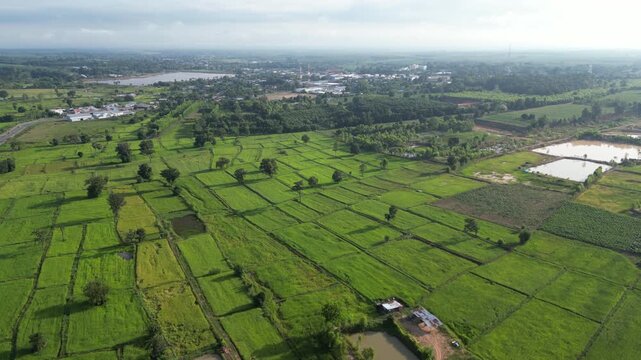 The paddy field and small town landscape of northeastern Thailand. These areas serve as one of the country's most important rice-producing regions, contributing significantly to the global food supply