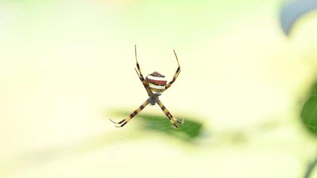 Argiope keyserlingi spider. It is a species of orb-web spider. This is a sits at the center of its web. Its abdomen features striking yellow, white, and dark bands. 