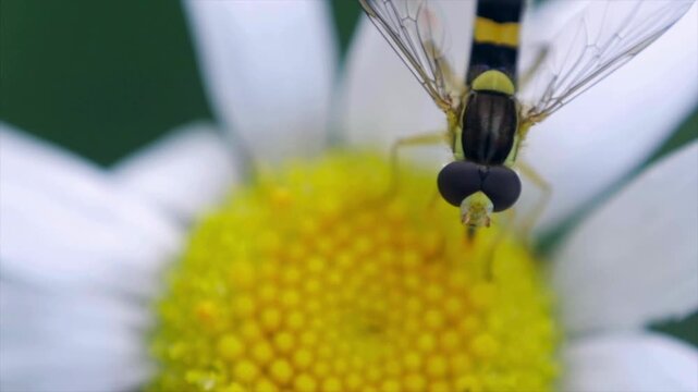 Extreme macro close up of a hoverfly on white daisy flower