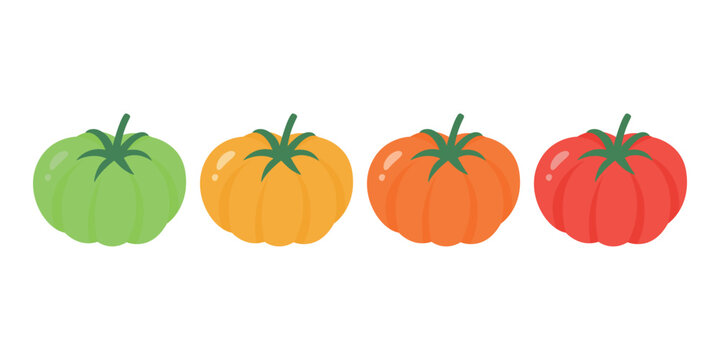 Flat Cartoon Tomato Set, Vector Illustration. Green Yellow Orange and Red Tomato Collection Isolated. Fresh Vegetable Ripeness Stages, Food Design, Farm Produce Clipart