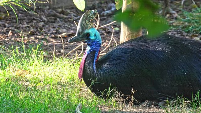 Large southern cassowary bird rests in the afternoon