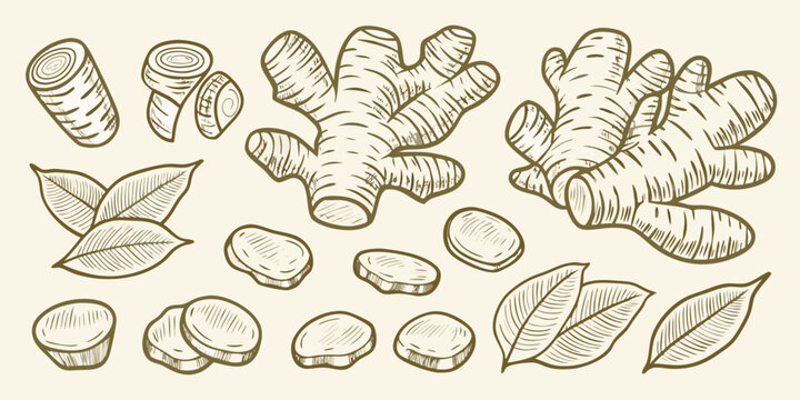 Ginger root and leaves hand drawn sketch illustration