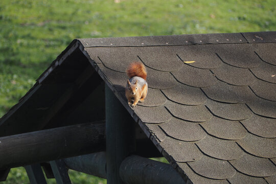 Squirrel walks on the roof in a green park during the day