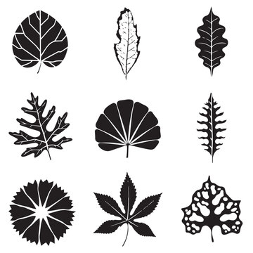 Arrangement of black and white leaf silhouettes and textures with silhouette botanical vegetation