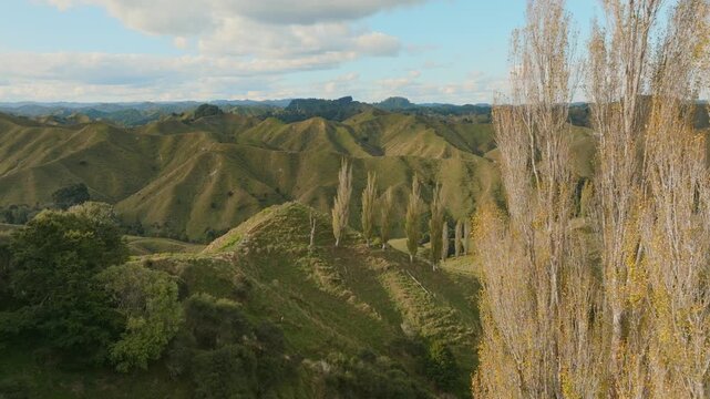Rolling green hills and tall trees create a scenic landscape in the countryside of Taihape, Manawatu-Wanganui, New Zealand. The image captures the natural beauty of the region.