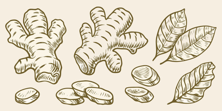 Ginger root and leaves hand drawn sketch illustration
