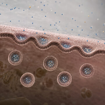 Pinocytosis Cellular Uptake Concept