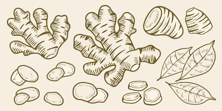 hand drawn ginger root and slices illustration on beige background