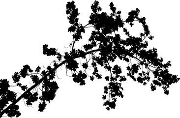Fototapeta premium Vector illustration, silhouette of a natural large oak branch