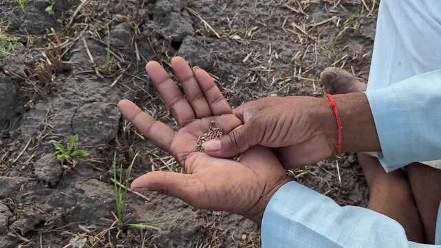 Indian man preparing traditional chewing tobacco (Khaini) by rubbing it in his palm