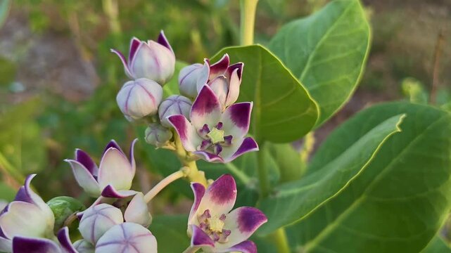 Crown Flower (Calotropis gigantea) Blooming in Natural Garden