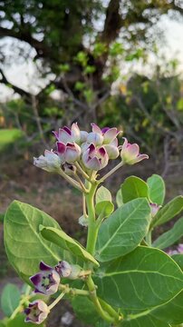 Crown Flower (Calotropis gigantea) Blooming in Natural Garden