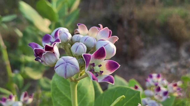 Crown Flower (Calotropis gigantea) Blooming in Natural Garden