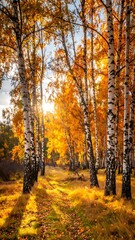 Obraz premium A serene forest path lined with birch trees on a sunny autumn day