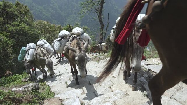 Mules transporting goodies on the way to Annapurna basecamp in Nepal.