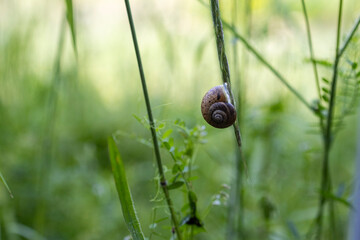 Small snail attached to wild grass stem in green meadow with soft bokeh background © Yulia