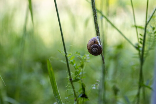Small snail attached to wild grass stem in green meadow with soft bokeh background