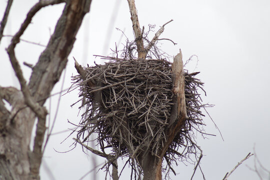 Eagle nest high up in a tree at a wildlife refuge area
