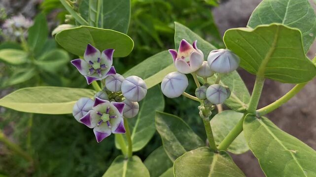 Crown Flower (Calotropis gigantea) Blooming in Natural Garden