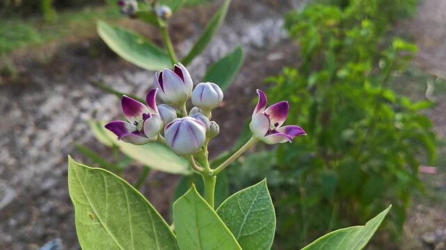 Crown Flower (Calotropis gigantea) Blooming in Natural Garden