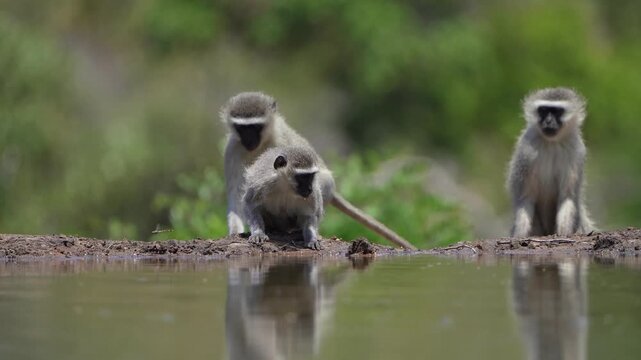 Wide shot of a Vervet monkey having a drink at a small waterhole in front of an underground hide. While two more monkey approach. Filmed from a low angle, Greater Kruger.