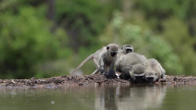 Wide shot of a troop of Vervet monkeys having a drink at a small waterhole in front of an underground hide. Filmed from a low angle, Greater Kruger.