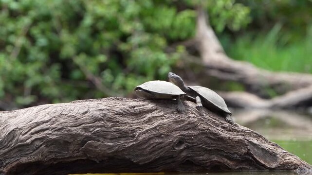 Medium closeup of two terrapins lying on a log in the water in a row. The one terrapin pulls its head in and closes the shell. Filmed from a low angle, Greater Kruger.