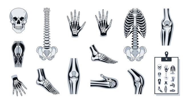 Human Skeleton Anatomy Collection: Skull, Spine, Ribs, Hands, Feet, Knees