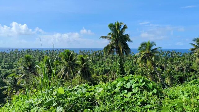 Driving through lush green coconut palm tree landscape on tropical island of Taveuni, Fiji, South Pacific