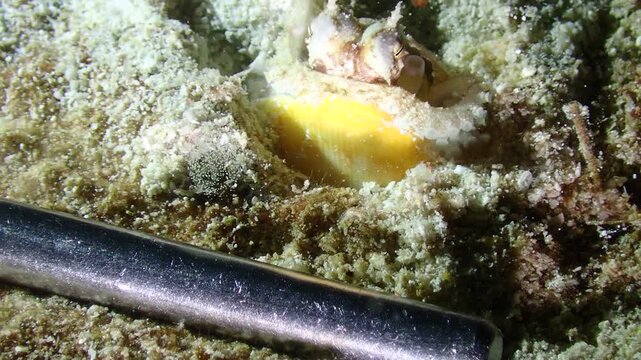 Macro underwater footage of a juvenile coconut octopus partially hidden inside a shell, extending its arms to curiously touch a dive pointer. Rare marine life behaviour showing the intelligence and cu