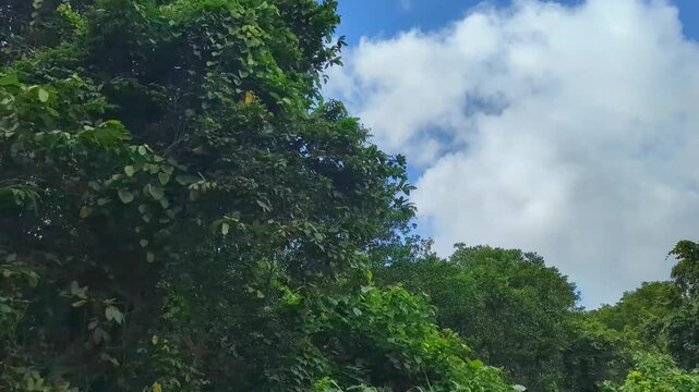 Looking up at lush green tree landscape from moving car within Bouma National Heritage Park on tropical island Taveuni, Fiji
