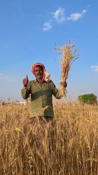 Indian farmer showing harvested wheat stalks and giving thumbs up in field