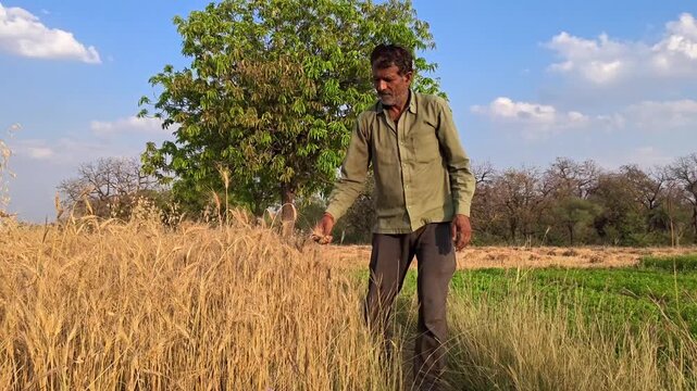 Indian farmer checking the quality of wheat grains in a ripe golden field. Agriculture quality inspection