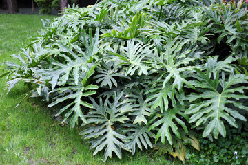 Philodendron selloum (Thaumatophyllum bipinnatifidum) in a garden © Bowonpat
