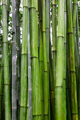 Fototapeta premium Green bamboo forest at Chengdu Research Base of Giant Panda Breeding