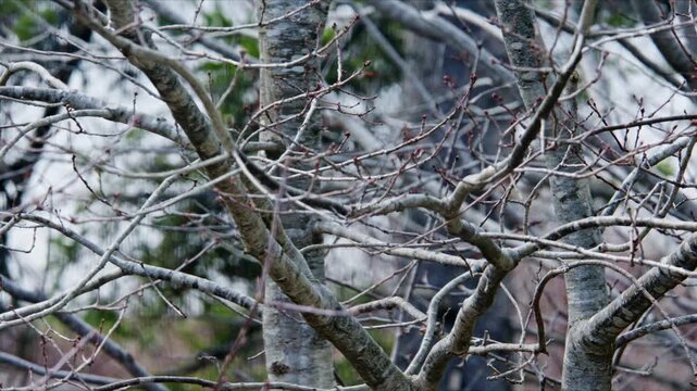 Close Up Male Northern Cardinal Sitting On Branch In Nova Scotia Canada Calm Nature Scene Early Spring Wildlife Bird In Natural Habitat Slow Motion 4K