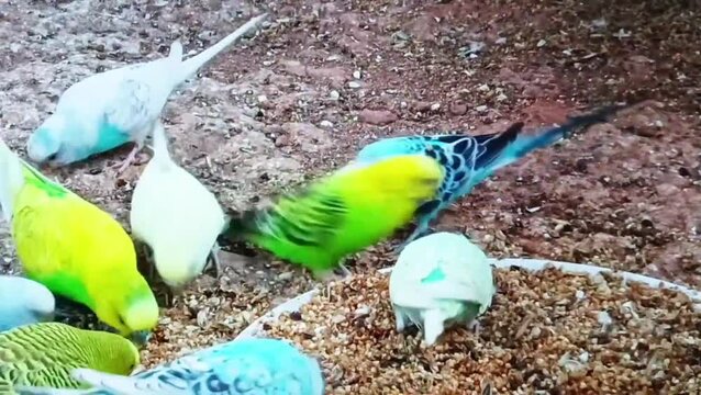 Colorful parrot and white pigeons interacting on dirt ground in outdoor setting