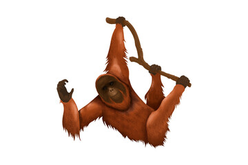 Orangutan hanging from a branch isolated on transparent great ape wild animal isolated on transparent PNG © stockpixelstudio