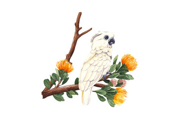 White cockatoo on branch with flowers watercolor isolated on, white bird, hand drawn isolated on transparent PNG  © stockpixelstudio