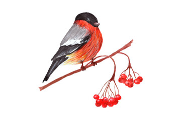 Fototapeta premium Bullfinch bird perched on a branch with red berries isolated on white background 