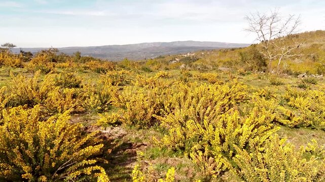 Aerial view of vibrant yellow flowering bushes across a green landscape with rolling hills under a clear sky in Allariz, Province of Ourense, Spain.