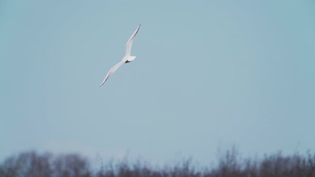 A seagull  (Laridae) in flight against a blue sky.  Slow motion