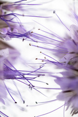 Obraz premium Close up of Light Lavender Colored Delicate Phacelia Flowers