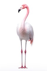 Fototapeta premium Flamingo animal white bird.
